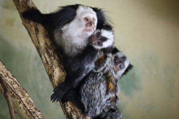 Zoo