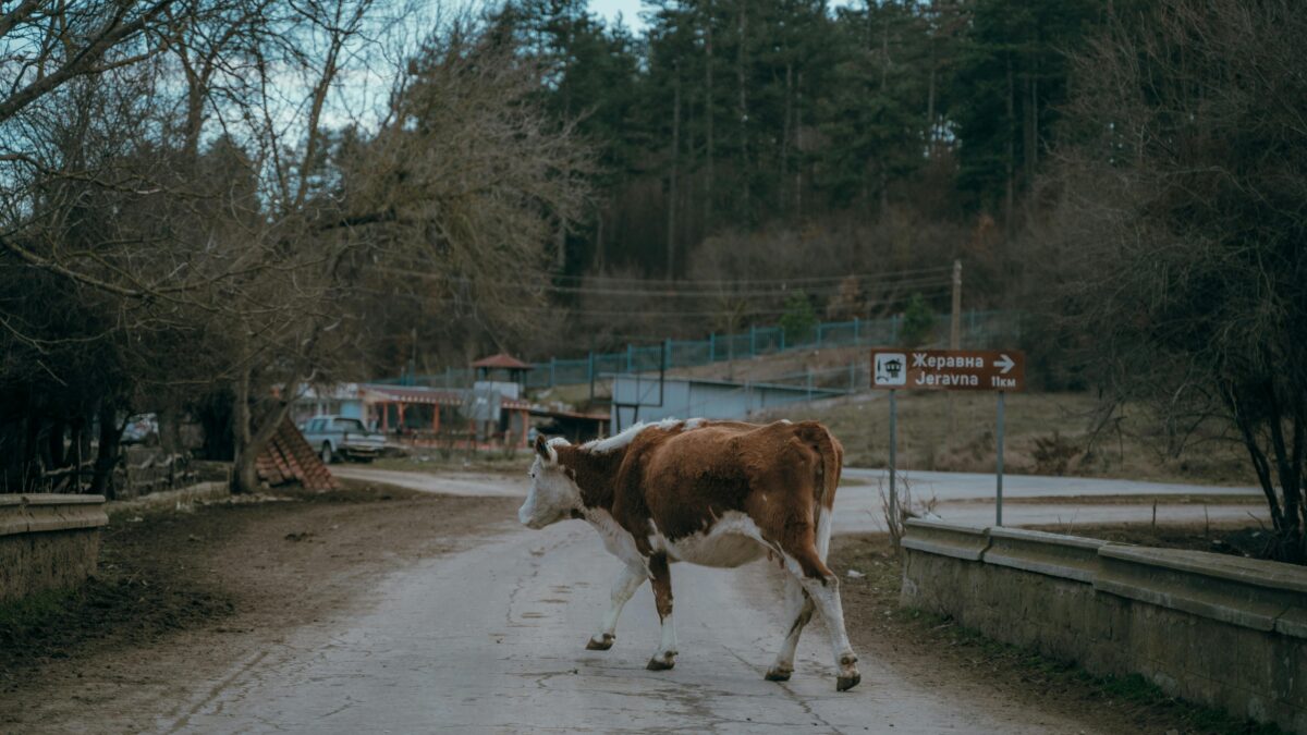 La Bulgaria: Una Destinazione Affascinante per l’Agriturismo